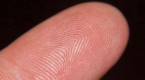 elid-finger-print-01